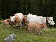 Mutterkühe auf einer Alp: Damit die Rinder nicht gereizt werden, dürfen Wanderer auf der Bannalp keine Hunde mehr mitführen. (Bild: KEYSTONE/ARNO BALZARINI)