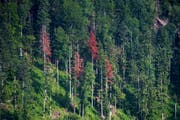In diesem Schutzwald in Brunnadern stehen einige dürre, rot verfärbte Weisstannen. (Bild: Benjamin Manser)