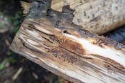 Borkenkäfer sitzen zwischen Holz und Rinde, in der sie auch ihre Eier ablegen.(Bild: KEYSTONE/Urs Flueeler)