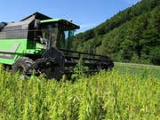 Weil dem Bund die gesetzlichen Grundlagen fehlen für die Förderung des Nahrungsmittelhanfs, springt der Kanton Graubünden ein. (Bild: Staka GR)