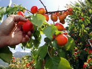 Hervorragende Aprikosenernte im Wallis dank optimalem Wetter. Die rund 150 Walliser Produzenten produzieren 97 Prozent der Schweizer Aprikosen und decken die Hälfte des Verbrauchs in der Schweiz. (Bild: Keystone/OLIVIER MAIRE)