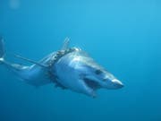Ein Kurzflossen-Mako (Isurus oxyrinchus), der sich in mit Seepocken bewachsenen Seilen verheddert hat. Beim Heranwachsen des Tiers schnitten die Seile zunehmend ins Fleisch und verursachten ernste Verletzungen. (Bild: Daniel Cartamil)
