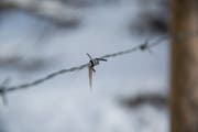 Tierhaare an einem Stacheldrahtzaun an einem Waldrand im Osten der Stadt St.Gallen. (Bild: Mareycke Frehner - 5. Februar 2019)