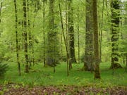 Wiederaufforstung wäre der effizienteste Weg, der Atmosphäre CO2 zu entziehen und zu speichern, zeigt eine neue Studie. Die Forscher legen auch dar, wo die Wiederbewaldung möglich wäre. (Symboldbild) (Bild: KEYSTONE/GIAN EHRENZELLER)