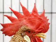 Der bekannte französische Hahn steht derzeit vor Gericht. Sein «Kikeriki» geht den Nachbarn derart auf den Wecker, dass sie einen Rechtsstreit angezettelt haben. (Bild: KEYSTONE/PETER KLAUNZER)