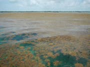 Algenplage in den Florida Keys. (Bild: Brian Lapointe, Ph.D., Florida Atlantic University's Harbor Bran)