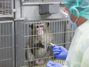 Die Zahl der in der Schweiz durchgeführten Tierversuche ist 2018 weiter zurückgegangen. Immer noch werden aber jährlich weit über eine halbe Million Tiere für Versuche eingesetzt. (Bild: KEYSTONE/dpa/FRISO GENTSCH)