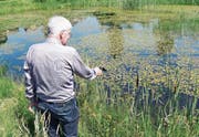 Ruedi Steurer: «Ein Moor zu erhalten, gibt viel zu tun.» (Bilder: Lara Wüest)