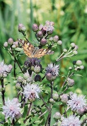 Was den Pflanzen in der Landwirtschaft als Nahrung dient, schadet der Vegetation in den Biotopen.