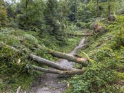 Im Bireggwald in der Nähe des Vita Parcours sind mehrere Bäume entwurzelt worden. (Bilder: Pius Amrein, Horw, 8. Juli 2019)