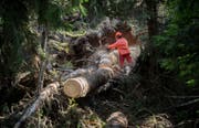 Ein Waldarbeiter zerteilt mit einer Kettensäge einen Baumstamm, der einem Sturm nicht standgehalten hat. (Bild: Gabriele Putzu/Keystone)