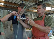 Timon Polli vom Aquabios Projektteam (links) und Gregor Styger, Jagd- und Fischereiaufseher des Kantons Zug beim Vermessen eines Hechtes im August 2018.