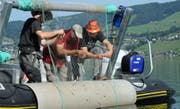 Das Projektteam von Aquabios hebt ein Vertikalnetz und entnimmt ihm verschiedene kleine Fische aus dem Ägerisee. (Bilder: PD)