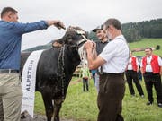 Die beiden Paten Thomas Sutter und Martin Hersche taufen Siegermuni «Alpstein». (Bild: Keystone/Lorenz Reifler)