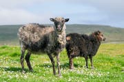 Diese zwei Schafe haben beste Sicht aufs Feld. (Bild: Martin Meienberger/Freshfocus)