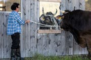 Siegermuni Klolin betrachtet sich im Spiegel. (Bild: Alexandra Wey / Keystone, 1. Juni 2019)