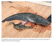 Beim Kaiman dürfte es sich um diesen Wels gehandelt haben. (Bild: tagesanzeiger.ch)