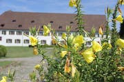 Die PH Mariaberg ist Musterschülerin im Bereich Artenvielfalt. In ihrem Park befinden sich diverse Pflanzenarten. (Bild: Anne-Sophie Walt)