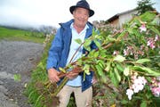 Robert Jörin, LoT-Präsident hat bereits einige Pflanzen des drüsigen Springkrauts mit den Wurzeln ausgerissen. (Bild: Adi Lippuner)