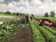 Salatproduktion in Demeter-Qualität. (Bild: PD)