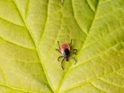 In der Schweiz sind bis Ende Juli 162 Fälle der durch Zecken verursachten Frühsommer-Meningoenzephalitis (FSME) bekannt geworden (Archivbild). (Bild: KEYSTONE/GAETAN BALLY)