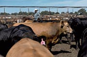 In «Feedlots» mästen US-Farmer ihre Rinder unter Einsatz hormoneller Wachstumsförderer. Bild: Daniel Acker/Bloomberg (Floresville, 7. Mai 2018)