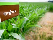 Beispiel für eine chinesische Grossübernahme hierzulande: Der Basler Syngenta-Konzern gehört heute Chemchina (Symbolbild). (Bild: KEYSTONE/LAURENT GILLIERON)