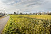 Auf diesem Feld neben dem Freibad Hörnli Kreuzlingen wird das Reka-Feriendorf gebaut werden. (Bild: Andrea Stalder)