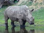 Die Schweiz widersetzt sich einer Lockerung des Nashon-Schutzes: Breitmaulnashorn «Doris», das im Juli 50-jährig in einem Zoo in Deutschland gestorben ist. (Bild: KEYSTONE/Serengeti-Park Hodenhagen/--)