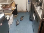Bereits im Juli mussten sehr wahrscheinlich die gleichen Pinguine gleich zweimal von der Polizei aus einem Sushi-Restaurant in Wellington geholt werden. (Bild: Keystone/AP Shawnee Kim/SHAWNEE KIM)