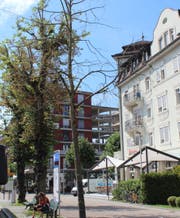 Eine der drei Linden am Bahnhof hat die Hitze des Sommers 2018 nicht überlebt. (Bild: PD)