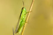 Die Lauchschrecke ist in der hohen Vegetation bestens getarnt. (Bild: Verein Pro Riet Rheintal)