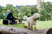 Hier dürfen Vierbeiner leinenlos rumtollen: Die Hundefreilaufzone auf der Allmend. (Bilder: Nadia Schärli, Luzern 13. August 2019)
