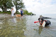 Nach Altnau hat jetzt auch Romanshorn eine Hundebadi. (Bild: Donato Caspari)