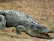 Ein Krokodil hat auf den Philippinen einen zehnjährigen Buben getötet. (Bild: KEYSTONE/AP/EBRAHIM NOROOZI)