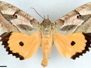 Dank Nanostrukturen ändern die vorderen Flügel der Männchen von Eudocima materna ihr Aussehen je nach Blickwinkel. Beim Flattern schillern dadurch die Flügel. (Bild: Nik Tatarnic, University of Western Australia)