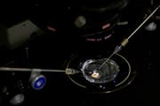 Mit der Genschere Crispr/Cas lassen sich Zellen verändern. (Bild: AP Photo/Mark Schiefelbein)