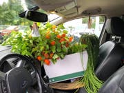 Nicht gestattet, weil gefährlich: Blumen und...