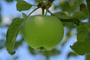 Ein Schweizer Orangenapfel reift am Baum. (Bild: Markus Schoch)