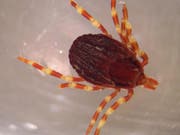 Hyalomma marginatum ist deutlich grösser als einheimische Zeckenarten und leicht an den geringelten Beinen zu erkennen. (Bild: Von Adam Cuerden - Eigenes Werk, Gemeinfrei, https://commons.wik)