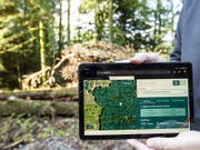 Eine neue App für Forstfachleute zeigt, welche Bäume im Wald auch bei veränderten klimatischen Bedingungen eine Zukunft haben. (Bild: KEYSTONE/ALEXANDRA WEY)