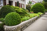 Buchs- und Eibenkugeln im Vorgarten.