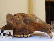 Schädel eines Höhlenbären aus dem Naturhistorischen Museum Belgrad. (Bild: R. Kowalczyk)