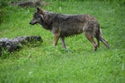 Ein Wolf ist vermutlich im Gebiet Unteralp in Andermatt unterwegs. (Symbolbild: Romano Cuonz)