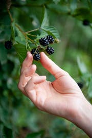Köstliche Überraschung: Es ist wieder Brombeeren-Zeit. Bild: Shutterstock