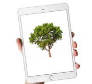 Ein Blick auf die App und der Förster weiss, welche Bäume er pflanzen soll.(Bild: Shutterstock/ HO)