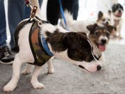 Abgegeben, ausgesetzt oder beschlagnahmt: Die Zahl der Hunde in Schweizer Tierheimen hat sich im vergangenen Jahr erhöht - auch wegen des härteren Durchgreifens der Behörden. (Bild: KEYSTONE/GEORGIOS KEFALAS)