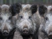 Eine Rotte Wildsauen hat in Bayern Wanderer bedrängt. (Bild: KEYSTONE/APA/ZB/RALF HIRSCHBERGER)