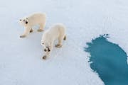 Sie sind die grosse Unbekannte: Wie werden die Eisbären auf die Forscher reagieren? (Bild: Mario Hoppmann, Arktis, 2015)