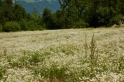 Diese riesige Berufkraut-Monokultur nahe bei der Kompostieranlage in Buchs wird demnächst sachgerecht bekämpft, verspricht das Rheinunternehmen als Grundstückeigentümerin. (Bild: Heidy Beyeler)